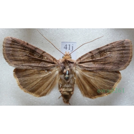 Xestia stigmatica (Hübner, 1813) Rolnica Czech41j